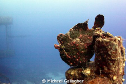 Frogfish on the Salem Express by Michael Gallagher 